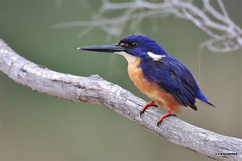 Azure Kingfisher Bird Profile Facts Bird Baron