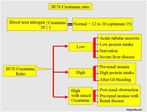 Blood Urea Nitrogencreatinine Ratio And Interpretations