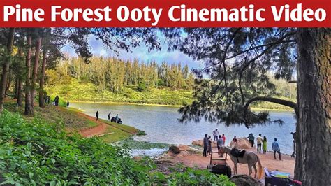Pine Forest Ooty Cinematic Video Ooty Tourist Places Ooty Vlog