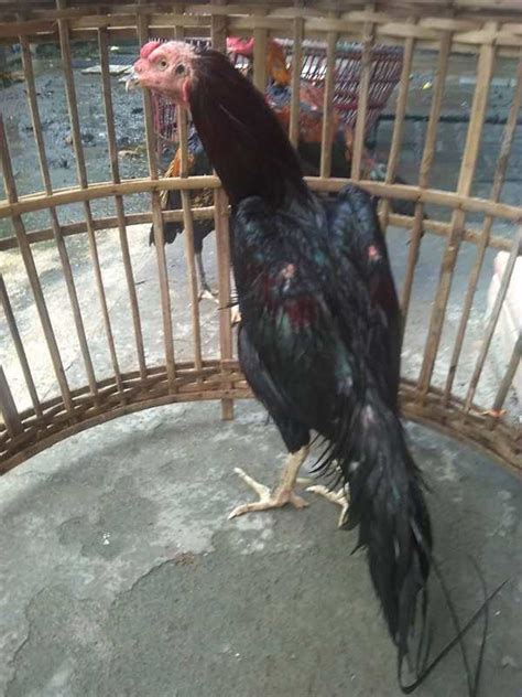 Namun, dalam kondisi sakit tenggorokan, konsumsi banyak cairan sangat diutamakan sehingga urin anda tetap berwarna kuning terang atau jernih. √ Cara Mengobati Ayam Sakit Kuning dan Penyebabnya ...