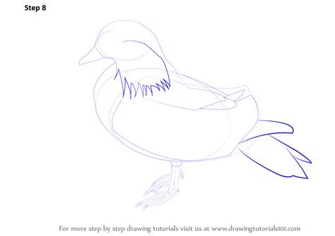 Learn How To Draw A Mandarin Birds Step By Step