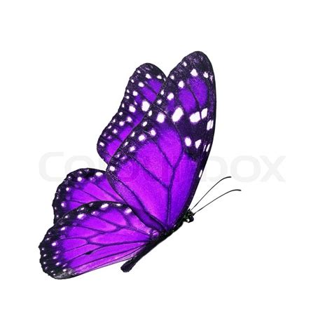 Beautiful Purple Butterfly Flying Stock Image Colourbox