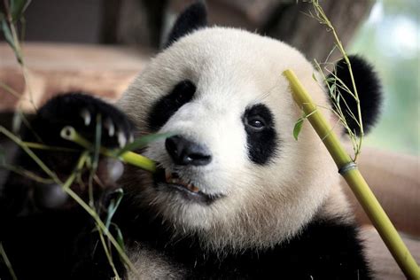 Fossil Discovery Solves Mystery Of How Pandas Became Vegetarian Gma
