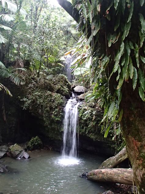 El Yunque Rainforest Puerto Rico Been Her Loved It Puerto Rico