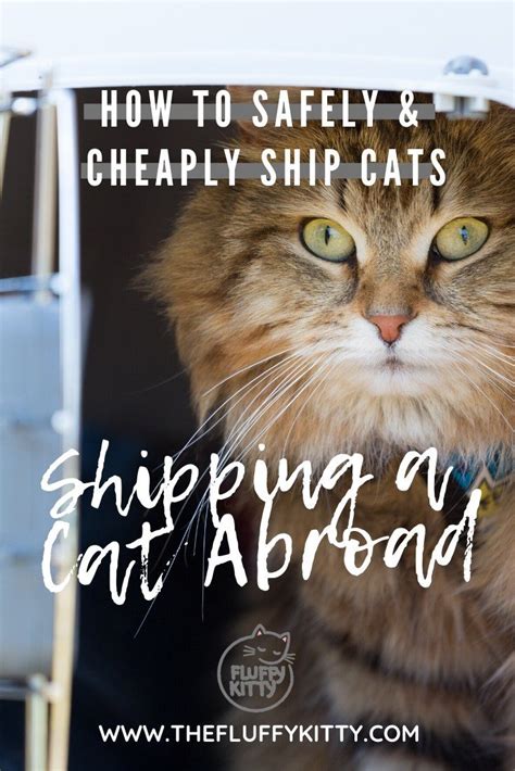 This cat will require more calories to maintain that healthy weight. Cheapest Way to Ship a Cat & How Much Does It Cost