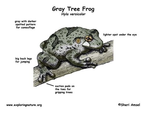 Frog Gray Tree