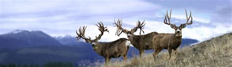 World Record Mule Deer What A Dream Shot All Three
