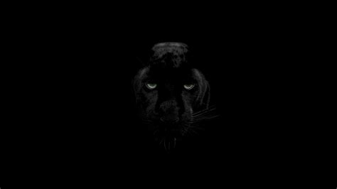 Black Panthers Wallpapers Wallpaper Cave