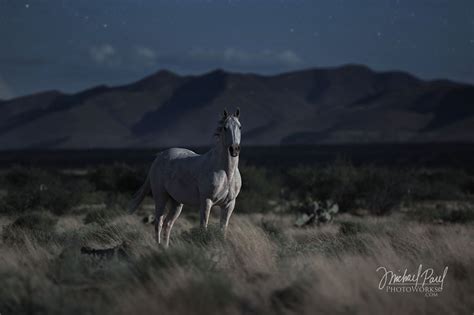 The Night Horse Horses Night Horse Horse Photography