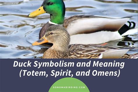 Duck Symbolism And Meaning Totem Spirit And Omens Sonoma Birding