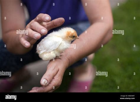 Pelzige Hühner Stockfotos Und Bilder Kaufen Alamy