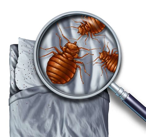 Brooklyn Ny Bed Bug Exterminator Company Goes Green With Cryonite