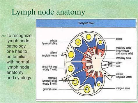 Lymph Node Histology Diagram