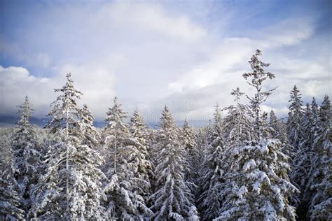 Northern Boreal Forest With Snow Stock Image Image Of Southeast