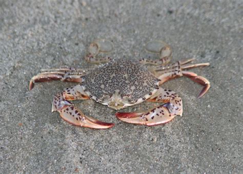 Lady Crab Photo Mark Brown Photos At