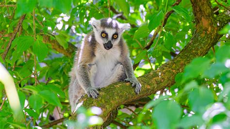 Wallpaper Lemur Wildlife Animal Branch Tree Hd Widescreen High