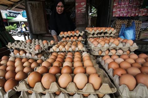 Harga Telur Ayam Ras Naik Di Lhokseumawe Antara Foto