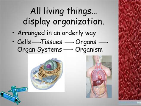 Ppt 6 Characteristics Of Living Things Powerpoint Presentation Free