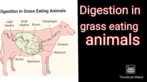 Digestion In Grass Eating Animal Youtube