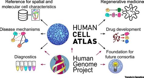 Espectacular Avance En Biolog A Celular Humana Nuevo Atlas De C Lulas