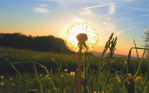 Wallpaper Sunlight Trees Sunset Nature Sky Field Closeup