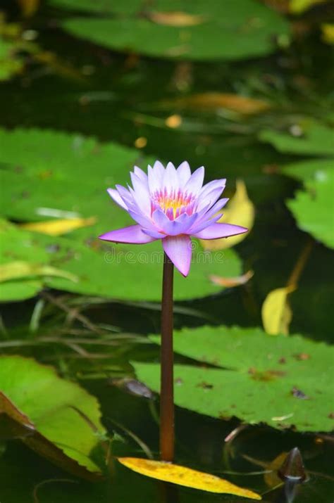 Blue Water Lily Flower Nymphaeaceae Stock Photo Image Of Tropical
