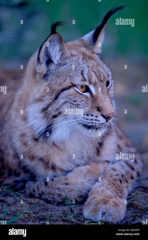 Eurasian Lynx Lynx Lynx Europäischer Luchs Eurasischer Luchs Lynx