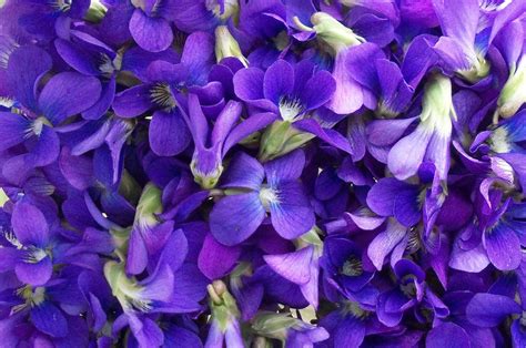 The Essential Herbal Blog Violets Jewels Of The Field