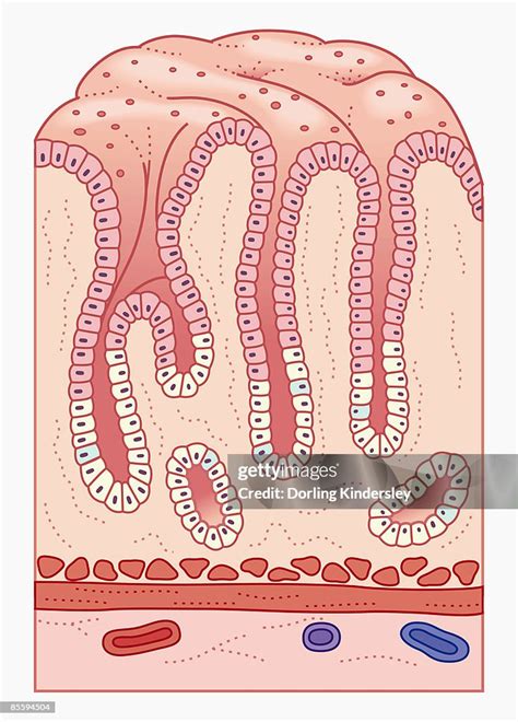 Cross Section Illustration Of Human Stomach Lining And Wall With