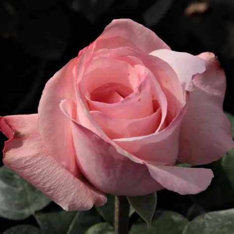 Pink Hybrid Tea Discrete Fragrance Delset Buy Roses Online 🌹