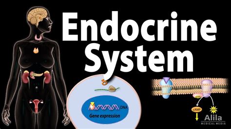 The Endocrine System Overview Animation YouTube