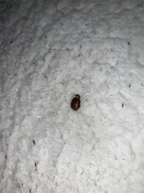 I Found This Thing On The Back Of My Pillow Is It A Bed Bug Rbedbugs