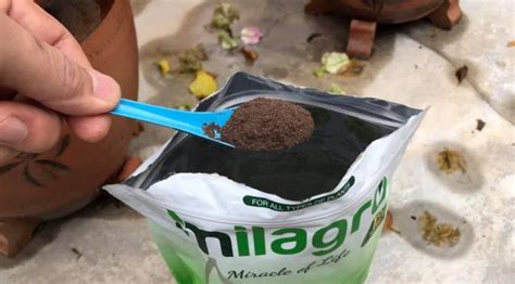 Ni cara ibu letak baja dekat pokok. Cara membaja Pokok Dalam Pasu Untuk Yang Baru Belajar ...