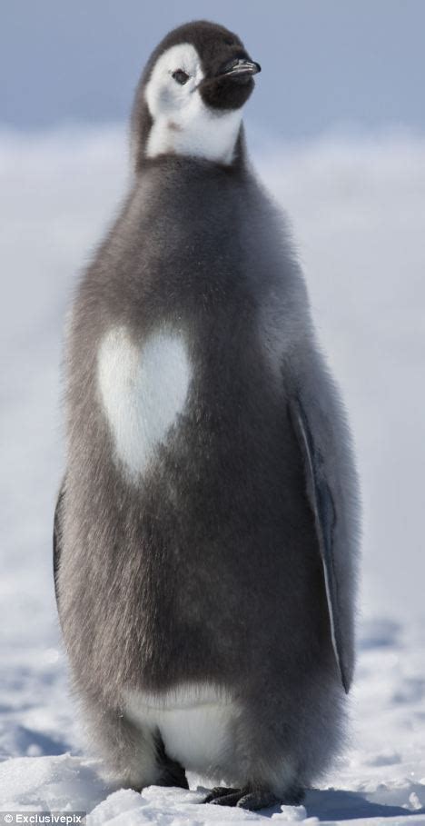 Penguins are a very cute birds who walk upright. Love in a cold climate: Meet the penguin with a heart ...
