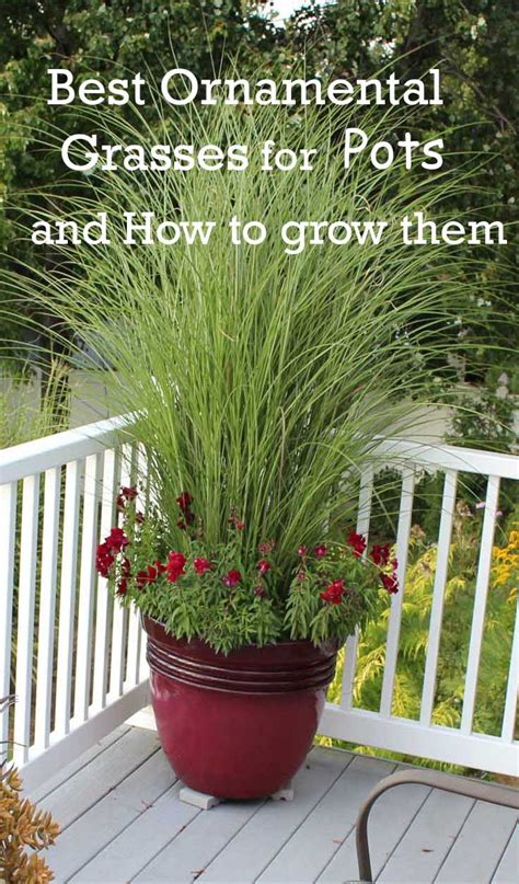 22 Best Ornamental Grasses For Containers How To Grow Them Plants