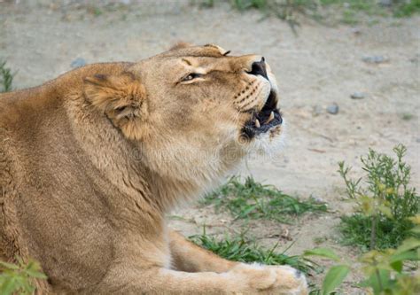 Lioness Snarling Stock Photo Image Of Lions Teeth Predator 1926172