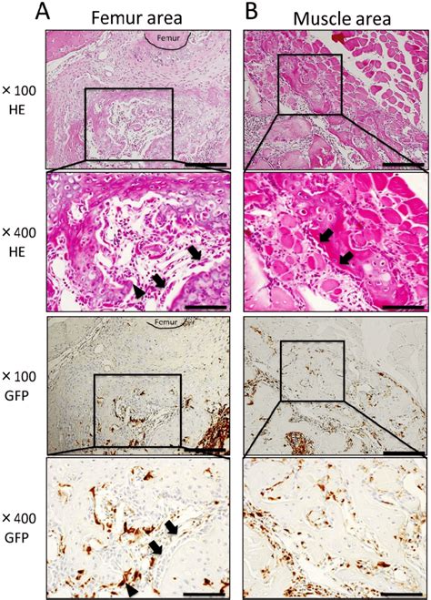 Histological Findings At Pod 14 A In The Femur Area Robust