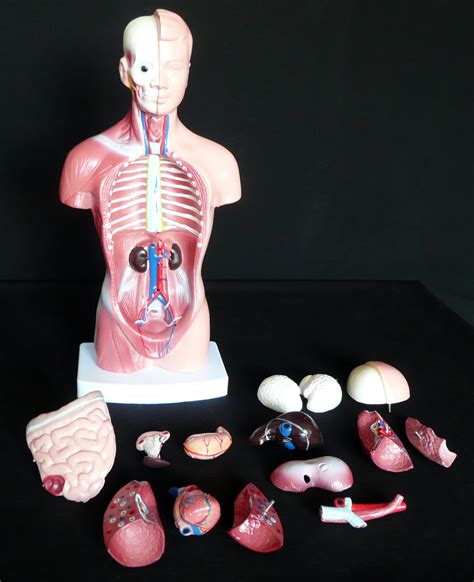 26cm Tall Human Anatomical Unisex Torso Model Torso Models Store