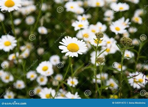 Daisy Flower Meadow Stock Photo Image Of Chamomile Fresh 54591472