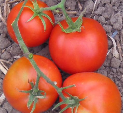 Thessaloniki World Tomato Society