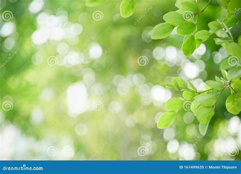 Close Up Of Nature View Green Leaf On Blurred Greenery Background Under