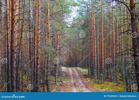 Road In The Dense Pine Forest Stock Photo Image Of Ulyanovsk Region