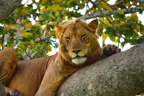 Lake Manyara National Park Tanzania National Park