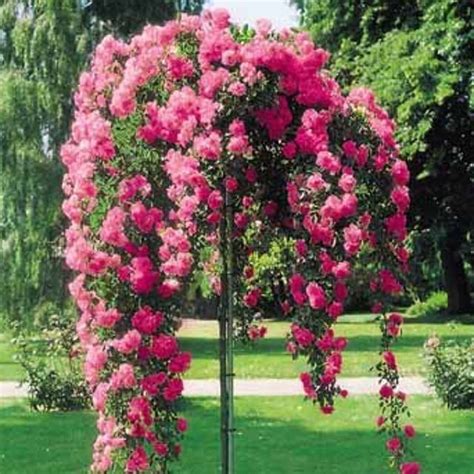 New The 10 Best Garden Ideas Today With Pictures Weeping Pink