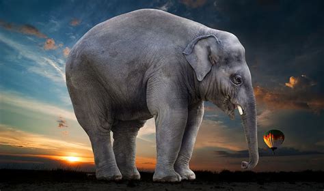 Grey Elephant Stands Green Grass Field Blue Sky Sunset Cc0