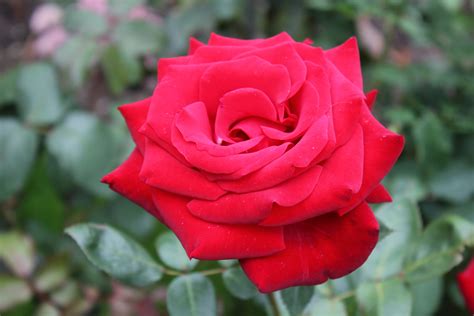 Perfect Red Rose Cc0photo