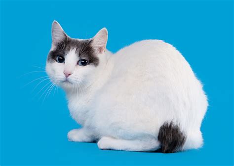 japanese bobtail cat cat breeds encyclopedia