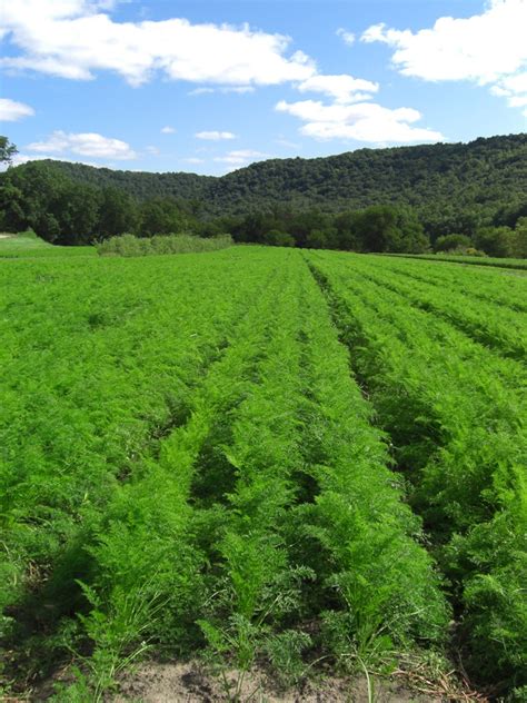 Harmony Valley Farm Vegetable Feature Green Top Carrots