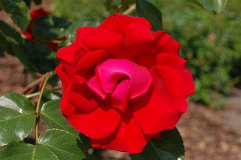 The Top 10 Climbing Roses You Should Plant Now