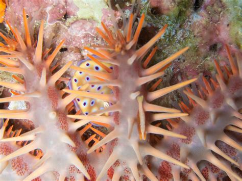 Overrun Crown Of Thorns Starfish Acanthaster Planci Craw Flickr